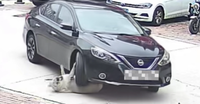 64公斤肥狗「脂肪護體」被車輾過無傷　醫師傻眼