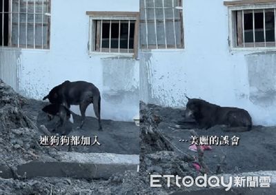 光復志工鏟土ing「歐告也來幫忙」　下秒趴土坑原來是想挖床