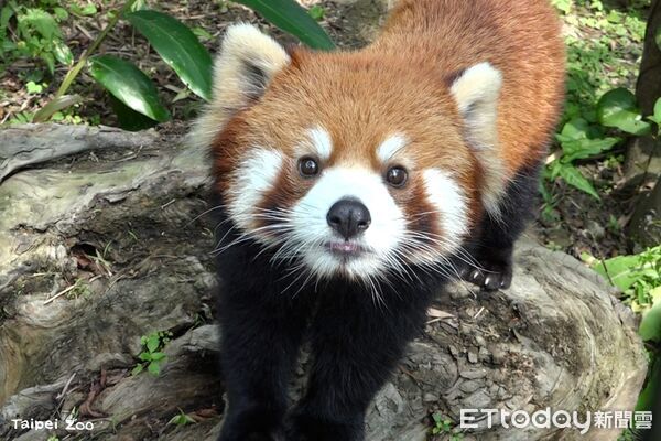 ▲。（圖／臺北市立動物園提供）