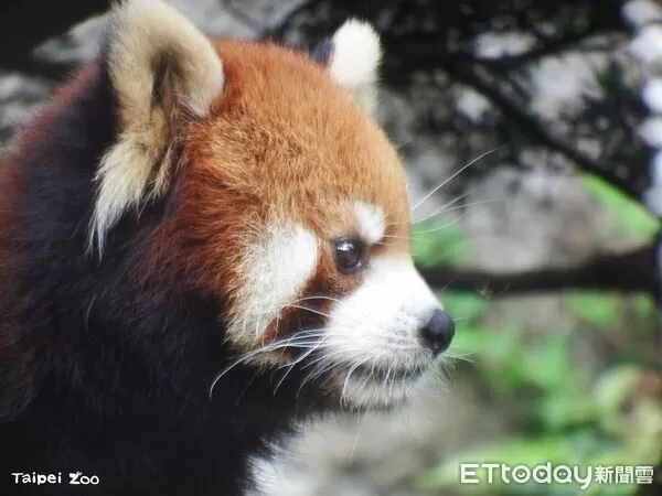 ▲。（圖／臺北市立動物園提供）