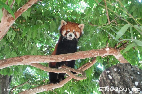 ▲。（圖／多摩動物公園提供）