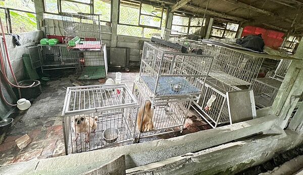 ▲桃園市動保處根據檢舉在大溪區舊豬舍查獲非法犬舍繁殖場，現場查出博美、柴犬、瑪爾濟斯等種犬。（圖／桃園動保處提供）