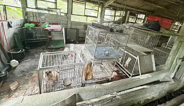 ▲桃園市動保處根據檢舉在大溪區舊豬舍查獲非法犬舍繁殖場，現場查出博美、柴犬、瑪爾濟斯等種犬。（圖／桃園動保處提供）