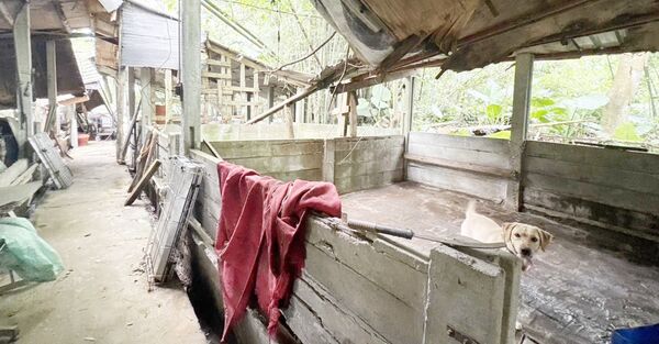 ▲桃園市動保處根據檢舉在大溪區舊豬舍查獲非法犬舍繁殖場，現場查出還有大型如拉不拉多等種犬。（圖／桃園動保處提供）
