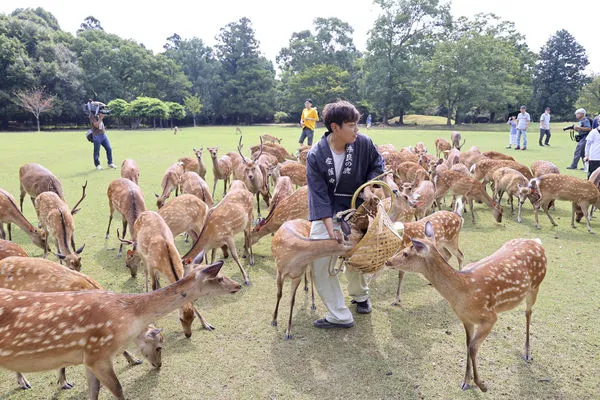 ▲▼奈良公園春日大社舉行「鹿寄」活動。（圖／達志影像／美聯社）