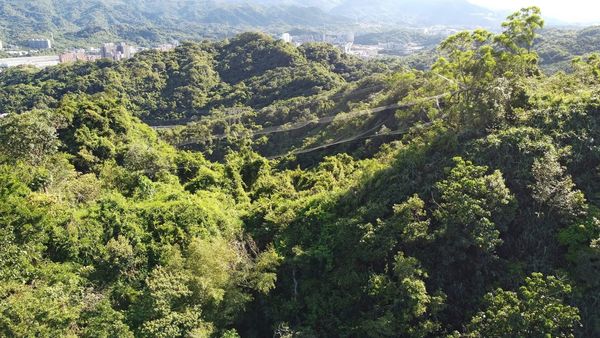山區鳥網致黑鳶4死。（圖／基隆市動物保護防疫所）