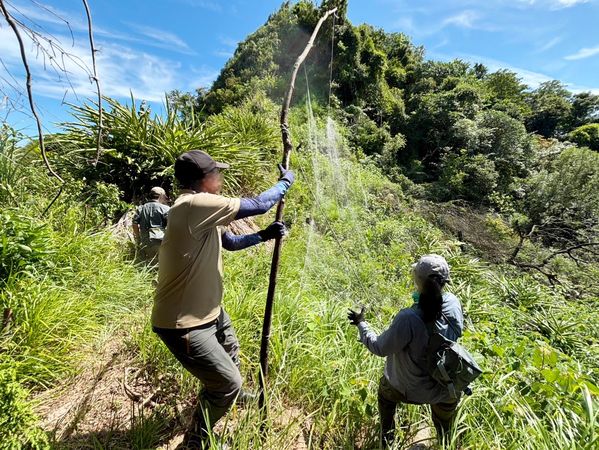山區鳥網致黑鳶4死。（圖／基隆市動物保護防疫所）