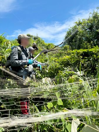 山區鳥網致黑鳶4死。（圖／基隆市動物保護防疫所）