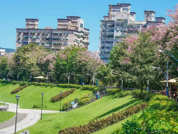 ▲三峽安溪步道「美人樹大道」種植逾百棵美人樹。（圖／新北市水利局提供）