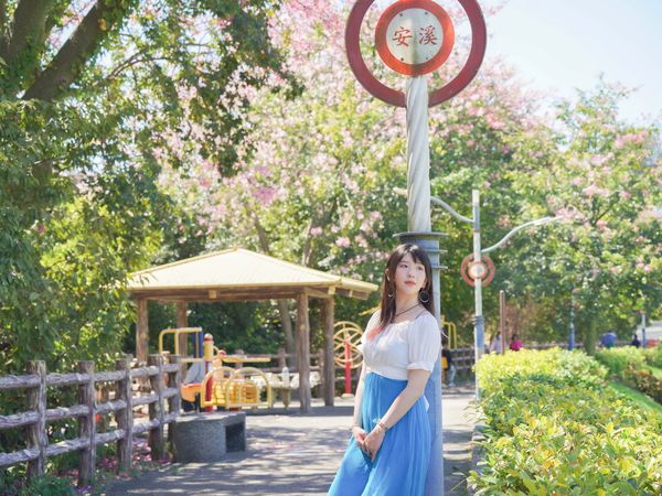 ▲三峽安溪步道「美人樹大道」種植逾百棵美人樹。（圖／新北市水利局提供）