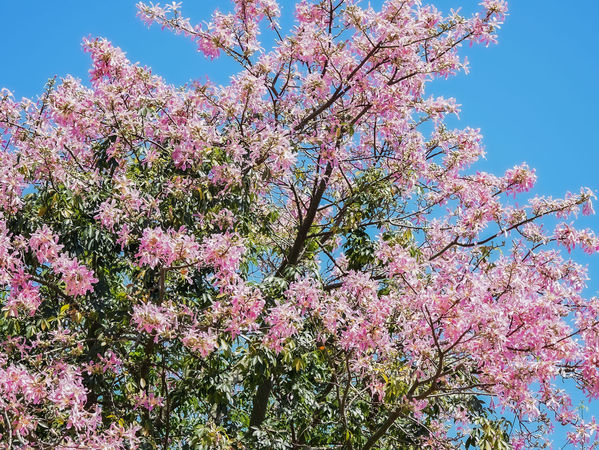▲三峽安溪步道「美人樹大道」種植逾百棵美人樹。（圖／新北市水利局提供）