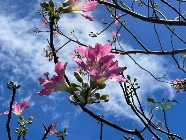 ▲台北市民大道五段、士林官邸、美崙公園與至誠公園等多處的美人樹也陸續盛開。（圖／北市公園處提供）