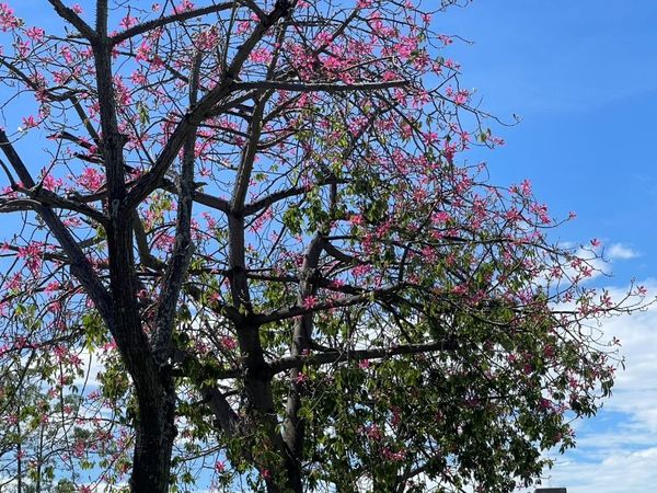 ▲台北市民大道五段、士林官邸、美崙公園與至誠公園等多處的美人樹也陸續盛開。（圖／北市公園處提供）