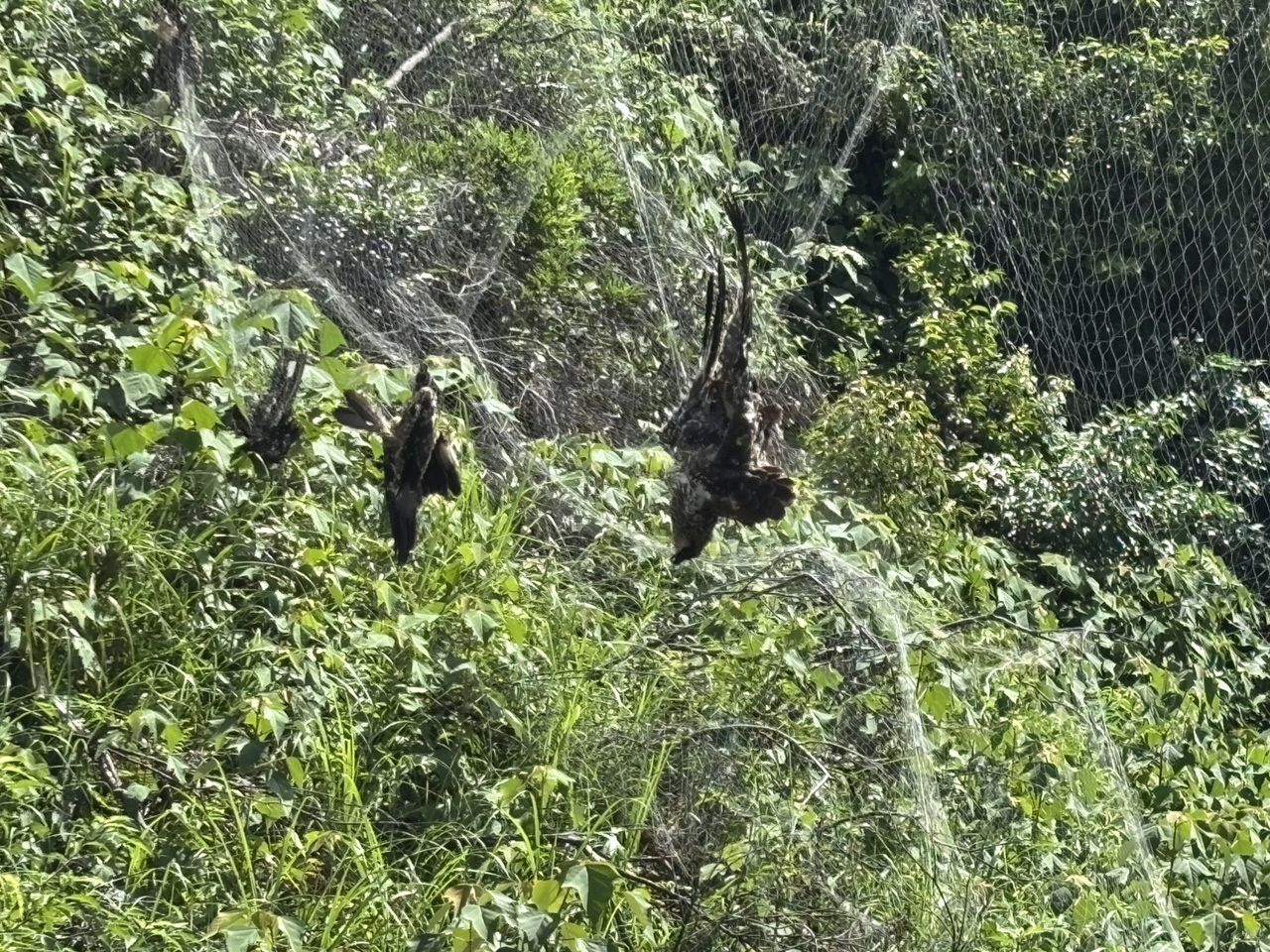 基隆竊鴿集團2嫌落網! 4隻黑鳶命喪大型鳥網