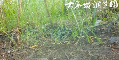 ▲▼石虎驚喜現身台中淺山地區。（圖／林業保育署台中分署）