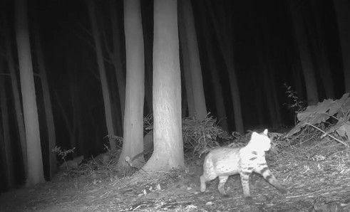 ▲▼石虎驚喜現身台中淺山地區。（圖／林業保育署台中分署）