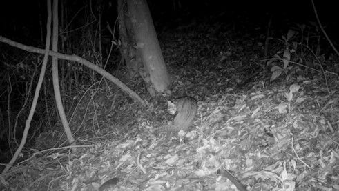 ▲▼石虎驚喜現身台中淺山地區。（圖／林業保育署台中分署）