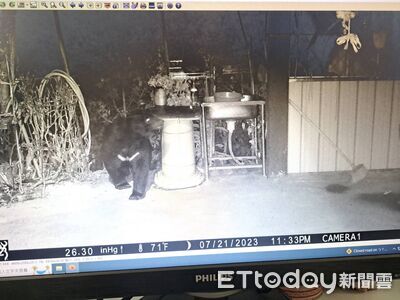 能高越嶺古道14.1K出現台灣黑熊　林業署籲山友提高警覺