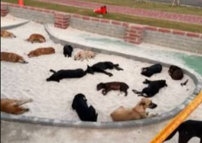 成狗群樂園了！台灣設計展將試營運 　驚見22浪浪霸佔兒童沙坑