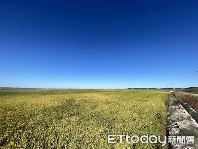 讓鹽鹼地生出水稻！　台「土地調理師」遠赴東北打造綠色新農業