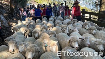 人氣回升!清境農場秋節連假可望破萬 10/15奔羊會接力吸客
