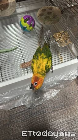 ▲。（圖／Threads@yalin.hh提供，請勿隨意翻拍，以免侵權。）