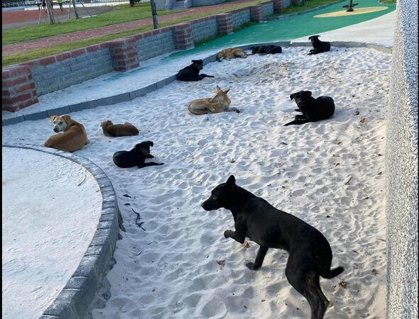 ▲鹿港運動場兒童遊戲沙堆成22隻浪犬天堂。（圖／翻攝自臉書／我愛鹿港小鎮~2）