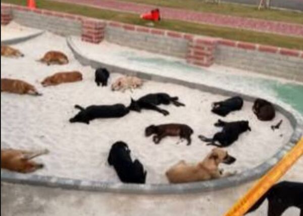 ▲鹿港運動場兒童遊戲沙堆成22隻浪犬天堂。（圖／翻攝自臉書／我愛鹿港小鎮~2）