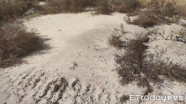 ▲▼ 吉林、台商、改善鹽鹼地            。（圖／記者任以芳攝）