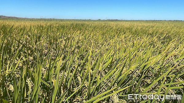 ▲▼ 吉林、台商、改善鹽鹼地            。（圖／記者任以芳攝）