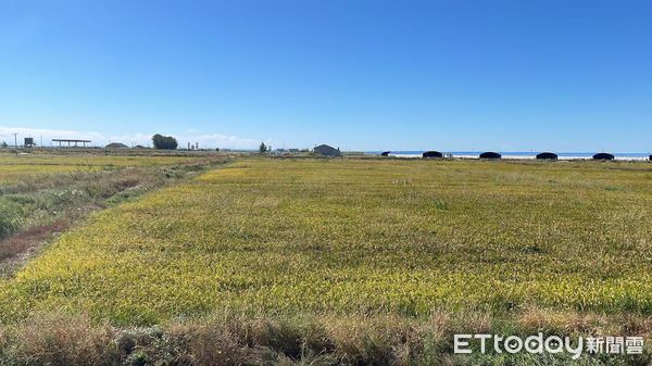 ▲▼ 吉林、台商、改善鹽鹼地            。（圖／記者任以芳攝）