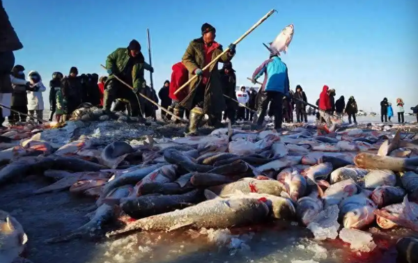 ▲▼   查干湖千年魚捕          。（圖／查干湖生態環保提供）