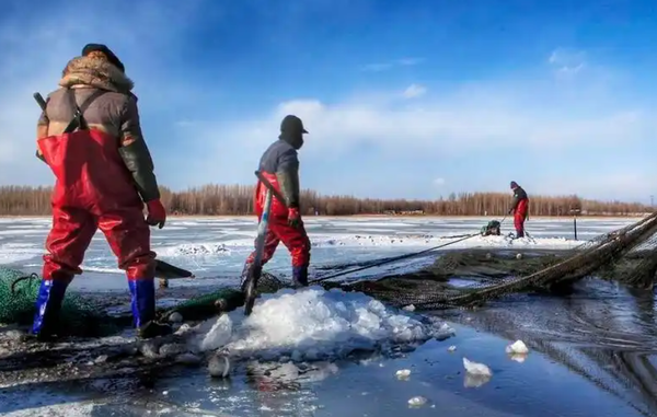 ▲▼   查干湖千年魚捕          。（圖／查干湖生態環保提供）