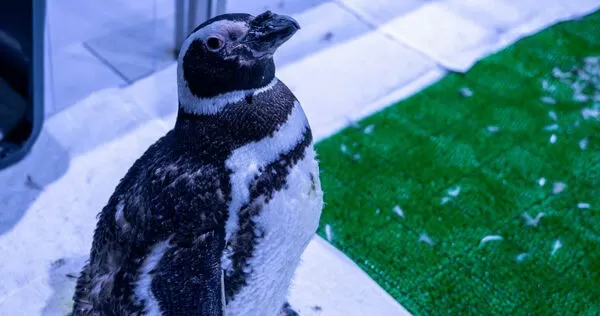 台中海洋館近日收到粉絲客訴小企鵝不認真上班，決定幫忙喊冤。（圖／翻攝自臉書，台中海洋館）