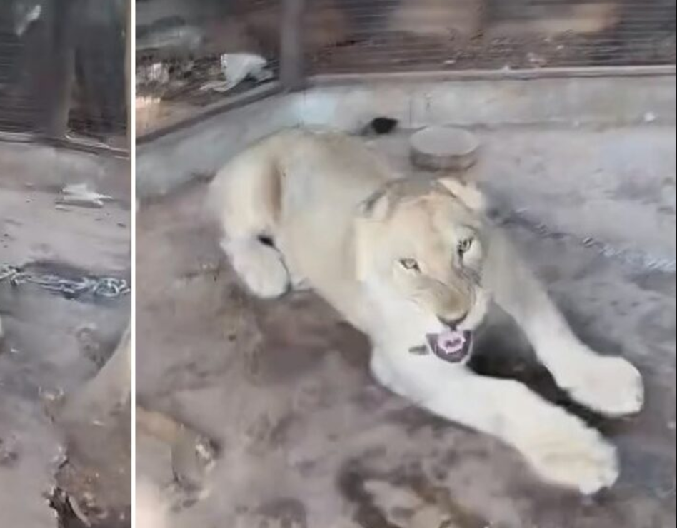 ▲▼ 「寵物獅子」越獄！男童被拖入草叢狂咬。（圖／翻攝自khaosod）