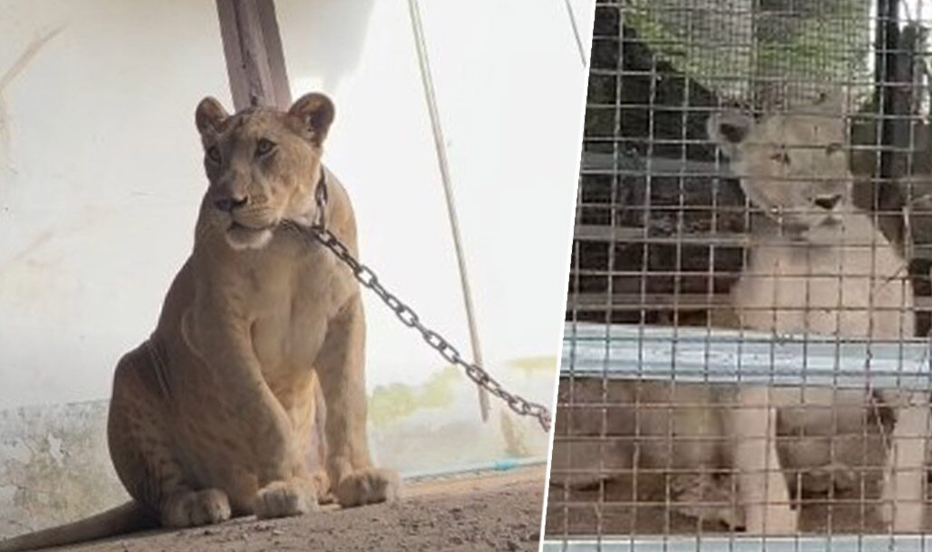 ▲▼ 「寵物獅子」越獄！男童被拖入草叢狂咬。（圖／翻攝自khaosod）