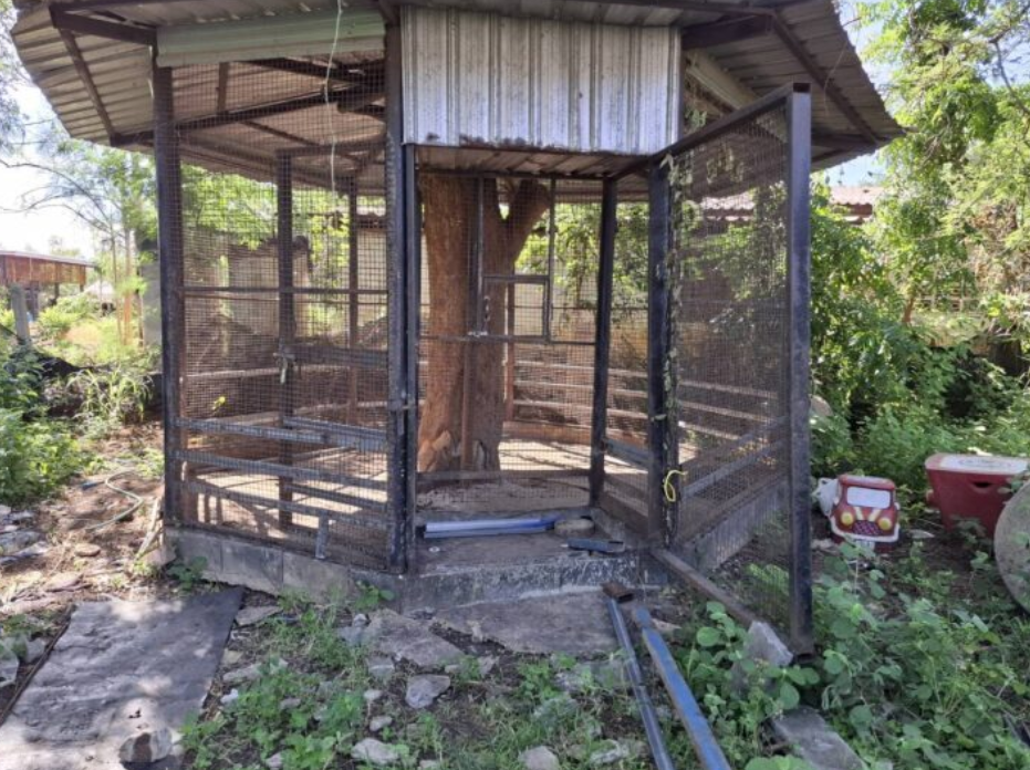 ▲▼ 「寵物獅子」越獄！男童被拖入草叢狂咬。（圖／翻攝自khaosod）