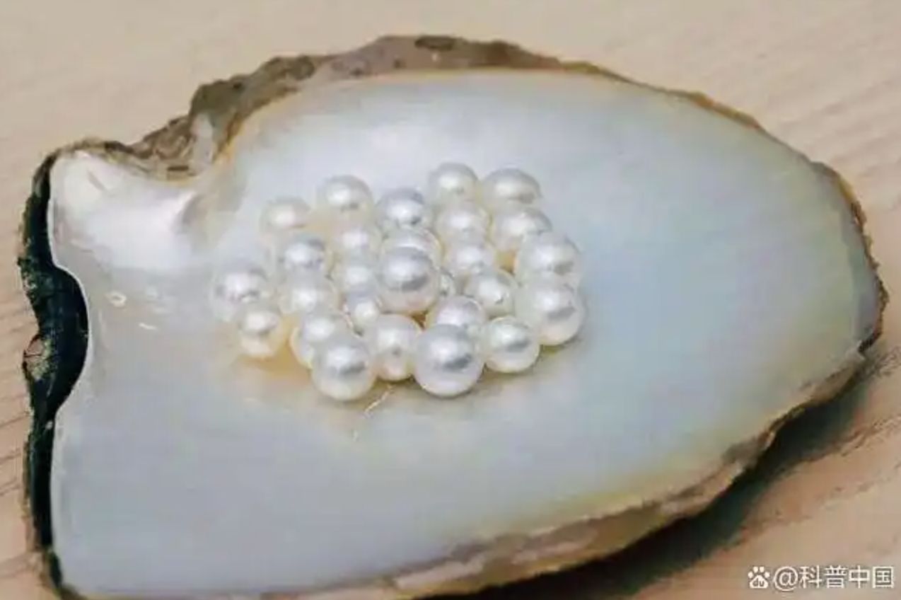 ▲海南核電站周邊的白蝶貝珍珠。（圖／翻攝科普中國）
