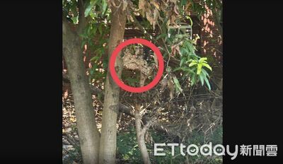 快訊/噴藥防登革熱引攻擊!台中6人遭虎頭蜂圍攻送醫