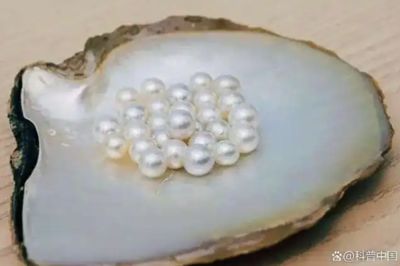 海南核電站周邊海域「珍珠」成特產 「溫排水」養殖無放射物質