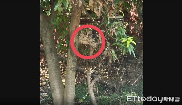 ▲台中市府人員執行登革熱噴藥防治遭虎頭蜂螫傷。（圖／民眾提供）