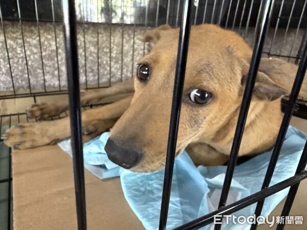 光復動物救援待領養小黃。（圖／光復動物救援志工團隊提供）
