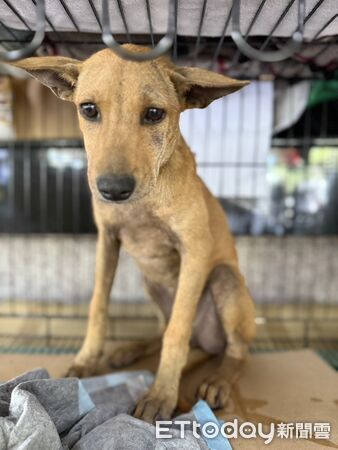 光復動物救援待領養小黃。（圖／光復動物救援志工團隊提供）