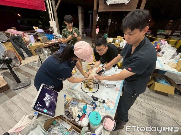 光復動物救援待領養小黃。（圖／光復動物救援志工團隊提供）