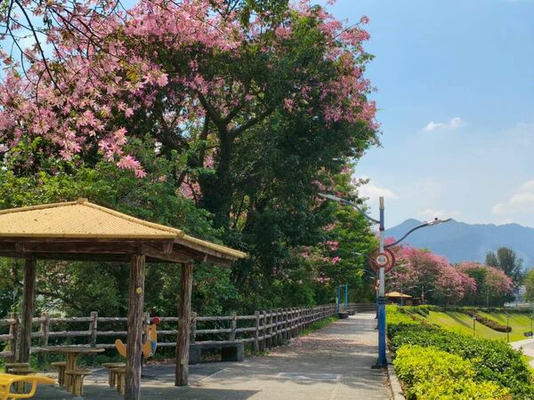 ▲新北美人樹迎秋盛放 粉紅花海浪漫染秋日。（圖／新北市景觀處提供）