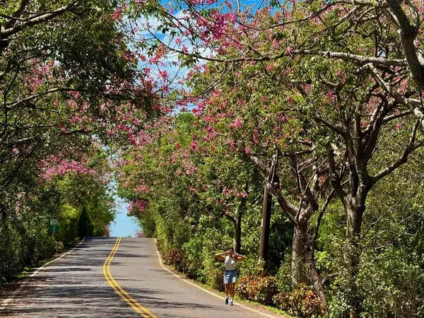▲新北美人樹迎秋盛放 粉紅花海浪漫染秋日。（圖／新北市景觀處提供）