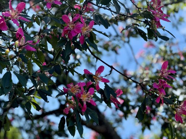 ▲新北美人樹迎秋盛放 粉紅花海浪漫染秋日。（圖／新北市景觀處提供）