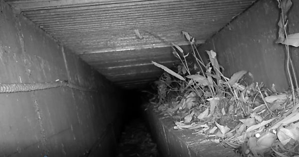 ▲新北推動路殺防治 打造動物安全廊道。（圖／新北市農業局提供）