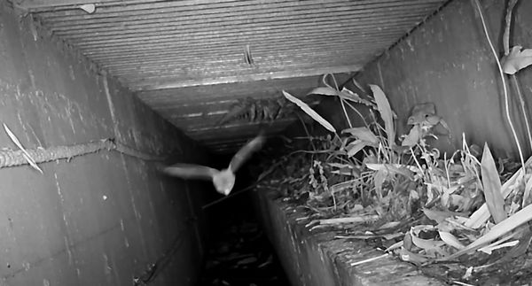 ▲新北推動路殺防治 打造動物安全廊道。（圖／新北市農業局提供）