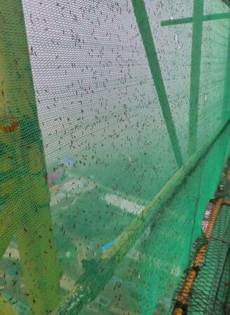 ▲河南隱翅蟲大量出沒。（圖／翻攝極目新聞）